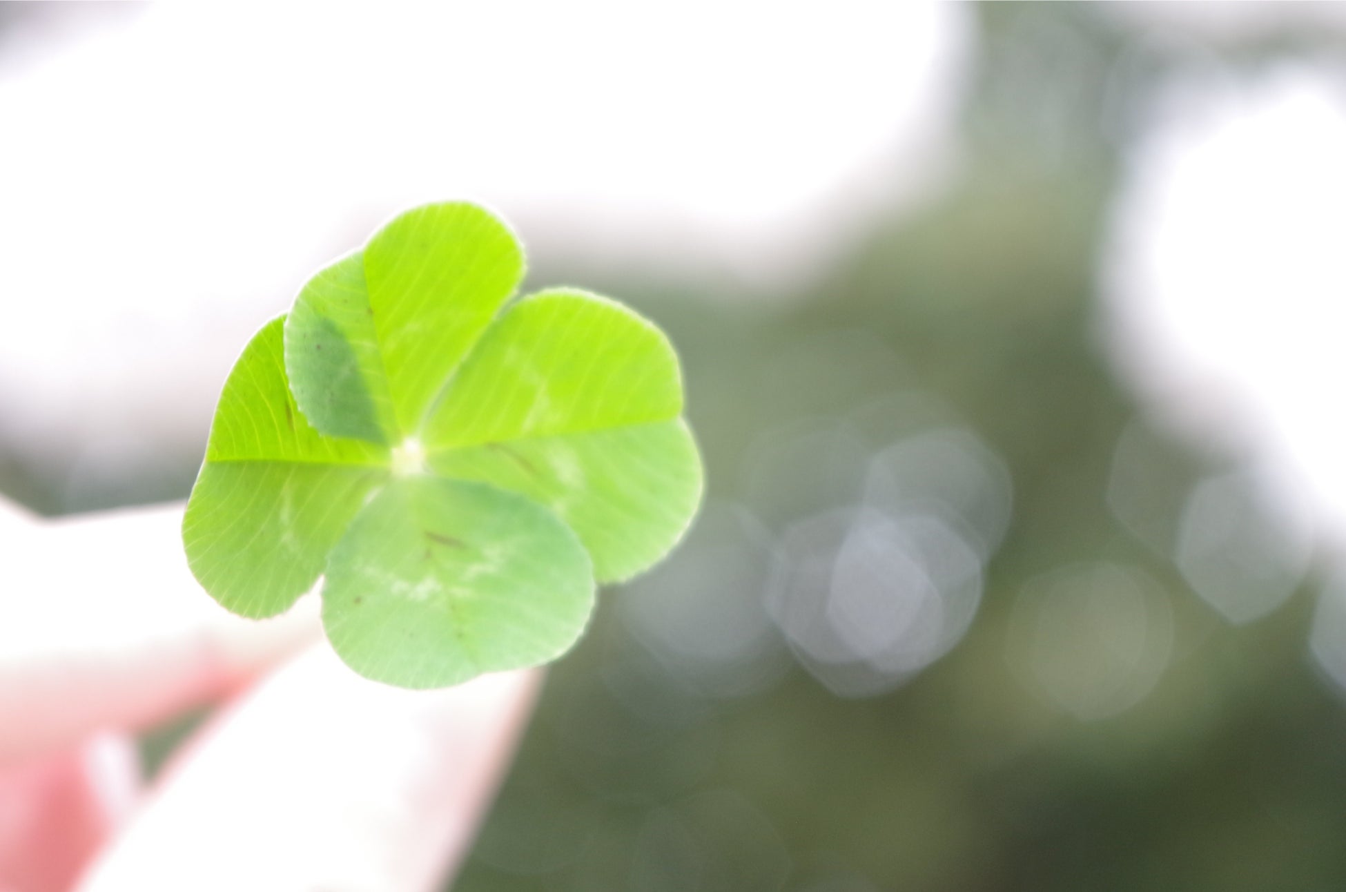 ネオビクス×コスメキッチン共同開発！乾燥肌・敏感肌向けスキンケアブランド「QUADRIFOGLIO（クアドリフォリオ）」が、2022年12月01日(木)より全国発売START！！のサブ画像2