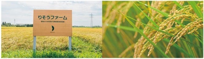 【新発売】無農薬栽培米が原料の“リップ美容液”が誕生。唇の美容パック効果で、冬でもふっくら＆しっとり。のサブ画像4