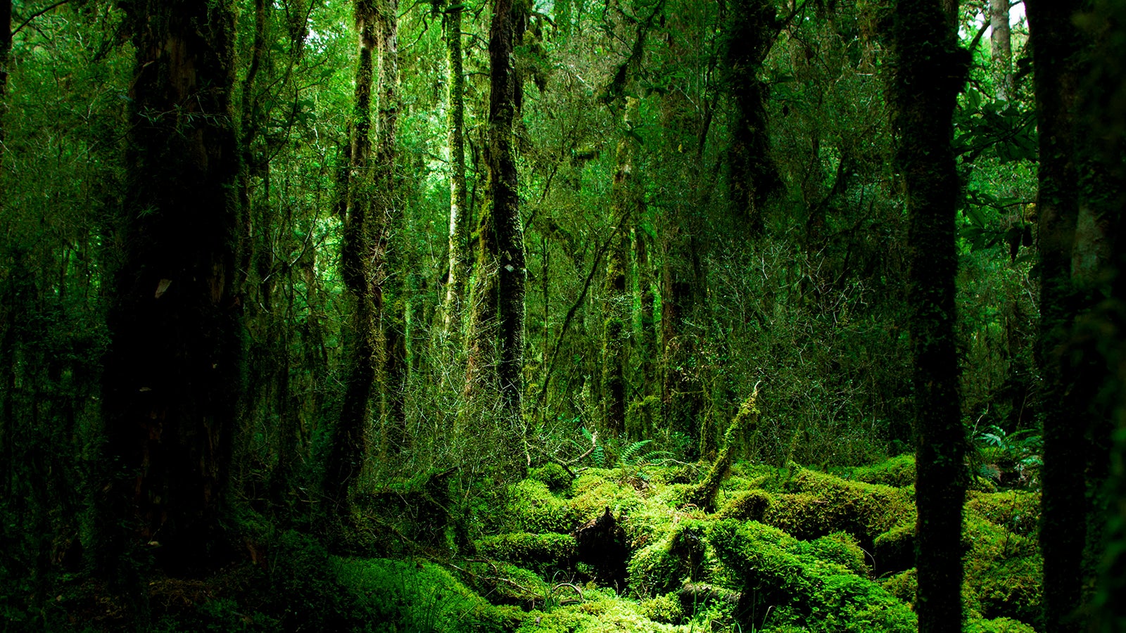 高純度CBD配合 国産オーガニックスキンクリームがMakuakeで先行販売開始！のサブ画像5