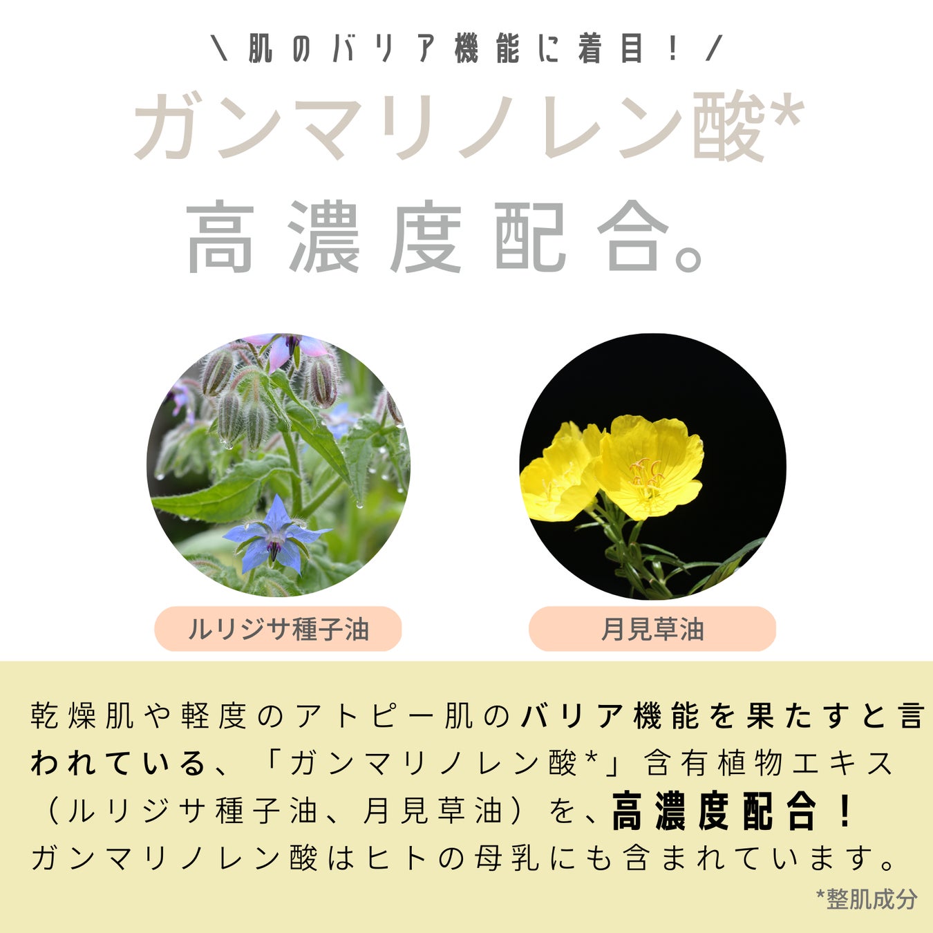 ＜新春特別企画＞マホロドロップが5名様に当たるモニターキャンペーン開催のサブ画像3