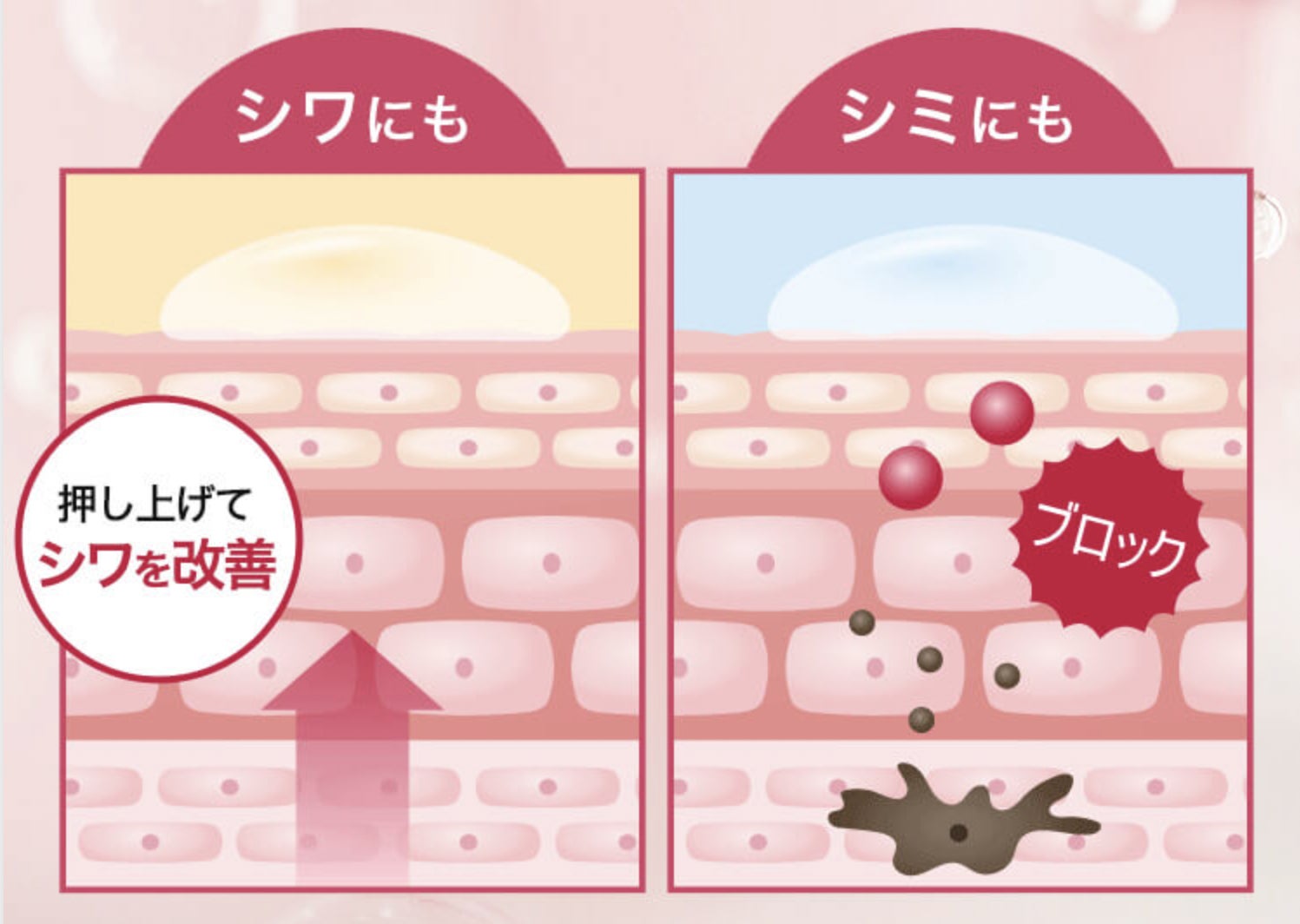 マナラ化粧品:世界初!*1 の先行型集中美容液で、かつてないハリ・透明感へ。シワ改善美白*2美容液が誕生!のサブ画像3