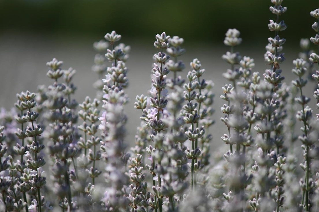 【O by F】紫外線や乾燥などの過酷な環境から髪と肌を守り潤いを与える、天然由来成分100%のヘア＆スキンオイルが数量限定にて登場！のサブ画像3