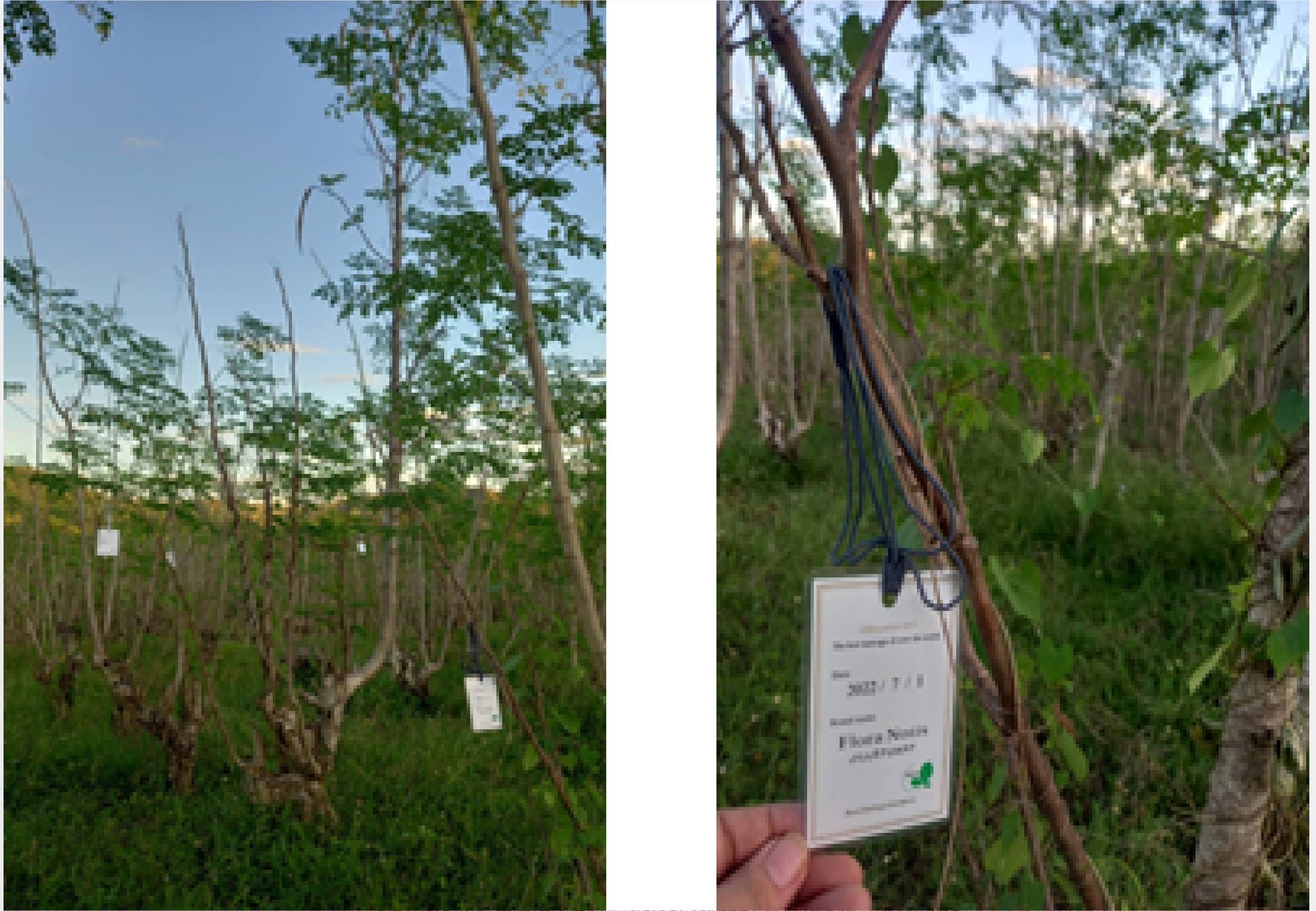 【フローラノーティス　ジルスチュアート】風にそよぎ光を放つ”揺れツヤ髪”へ。フローラノーティスのラインに新しく迎えたシャンプー＆トリートメントで、至福のヘアケアを。のサブ画像8