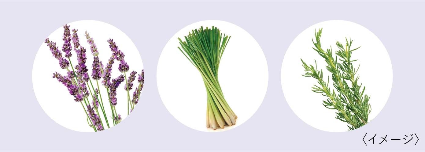 長い夏を快適に。乳酸菌配合のヘッドスパシャンプーが今年も登場。「セルサート プニア シャンプー」2023年3月18日発売のサブ画像4