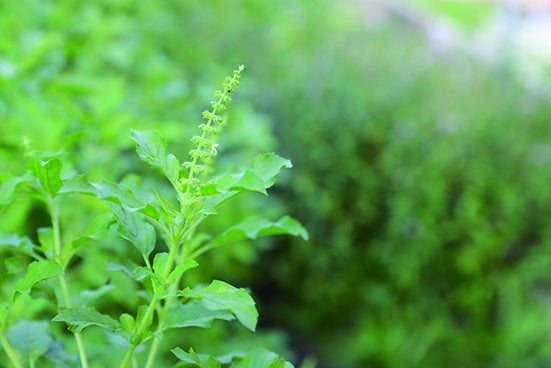 新コスメブランド『mellow loulou（メロウルル）」から4in1リップバーム「Juicy Glow Tint Balm（ジューシーグロウ ティントバーム）」が新登場！のサブ画像6