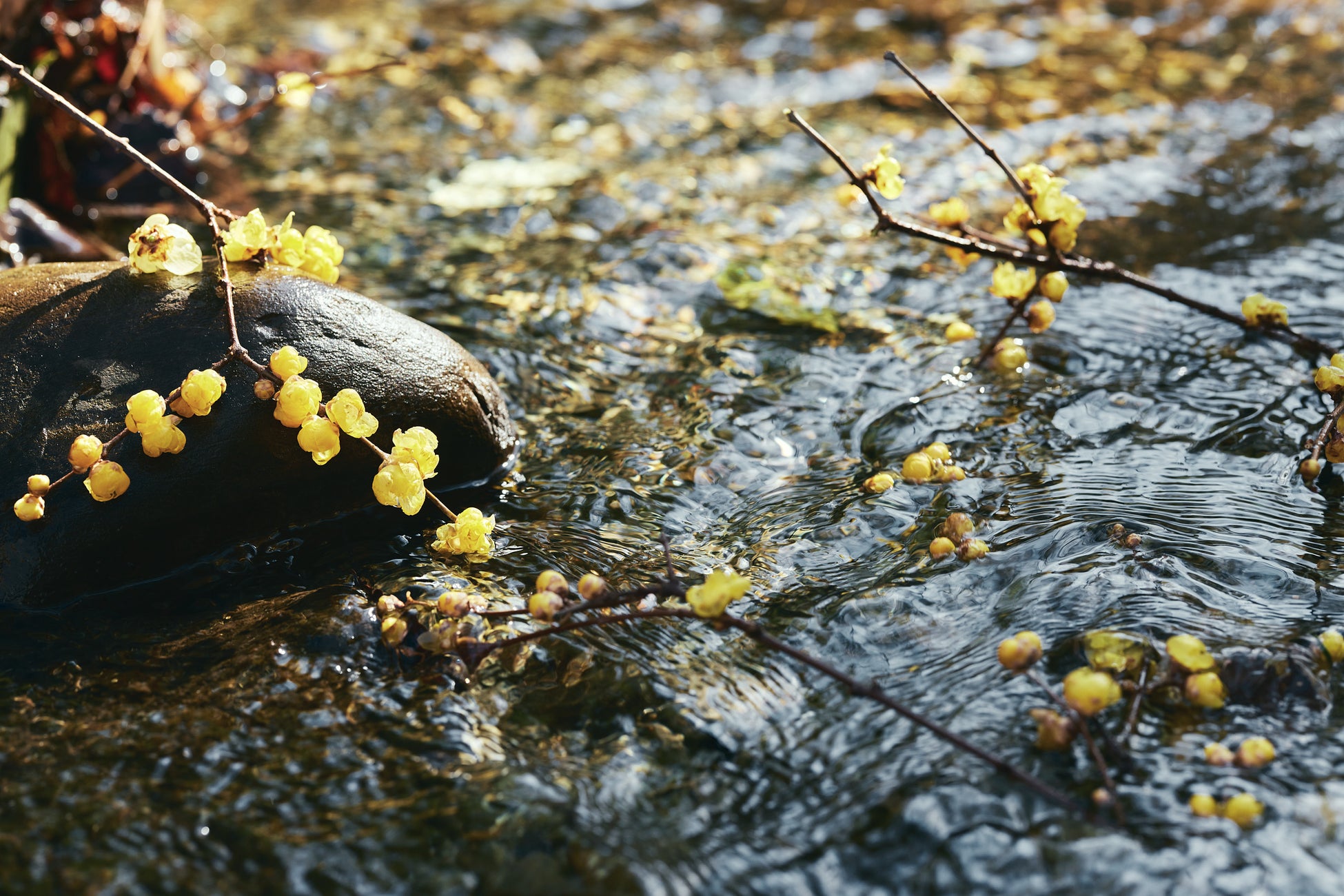 人と自然と未来を美しくするライフコンディショニングブランド