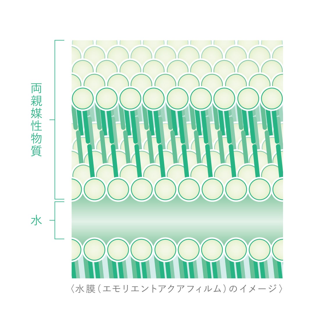 “べたつくのに乾燥する“悩みに着目したオイルレスな使用感の水膜化粧液「トワニー　アクアコンフォーター」5月6日（土）発売のサブ画像3