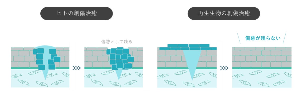 熱感応ポリマー×球状ポリマーによる「第2の皮膚形成技術」をサティス製薬が開発【新技術搭載スキンケア処方第2弾】のサブ画像2