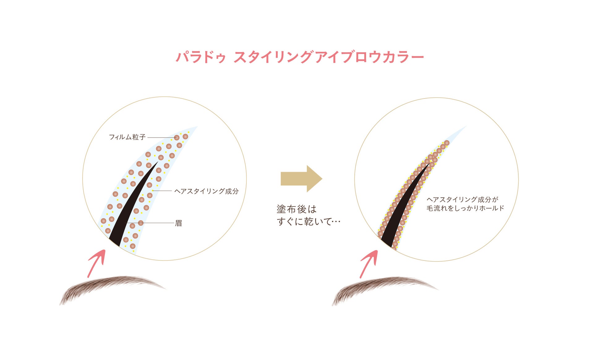 眉も、髪と同じように「スタイリング」する時代へ。ヘアスタイリング成分（※1）配合。抜群のセット力としなやかな質感が両立。毛流れを自在に操る“次世代”眉マスカラが登場。のサブ画像2_パラドゥ　スタイリングアイブロウカラーのメカニズム