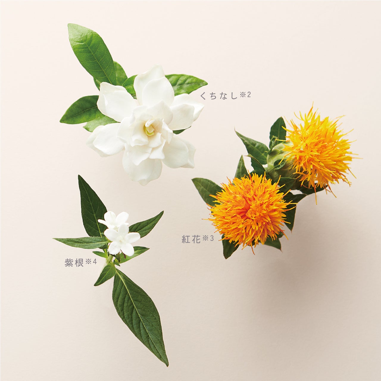 サロン専売ファンデーション「FOR SALONS シルクウェットパウダー PRO」が2023モンドセレクション銀賞受賞！のサブ画像9_※1 メイク効果によるもの　※2 クチナシ果実エキス　※3 ベニバナ花エキス　※4 ムラサキ根エキス