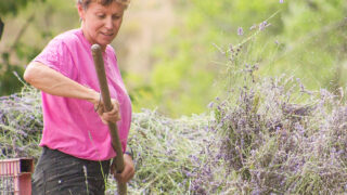 【南フランス発】ブルーダルジャンは、収穫年ごとに香りの変化を愉しむ3種類の真正ラベンダー精油を2023年6月1日より新発売。のメイン画像