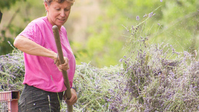 【南フランス発】ブルーダルジャンは、収穫年ごとに香りの変化を愉しむ3種類の真正ラベンダー精油を2023年6月1日より新発売。のメイン画像