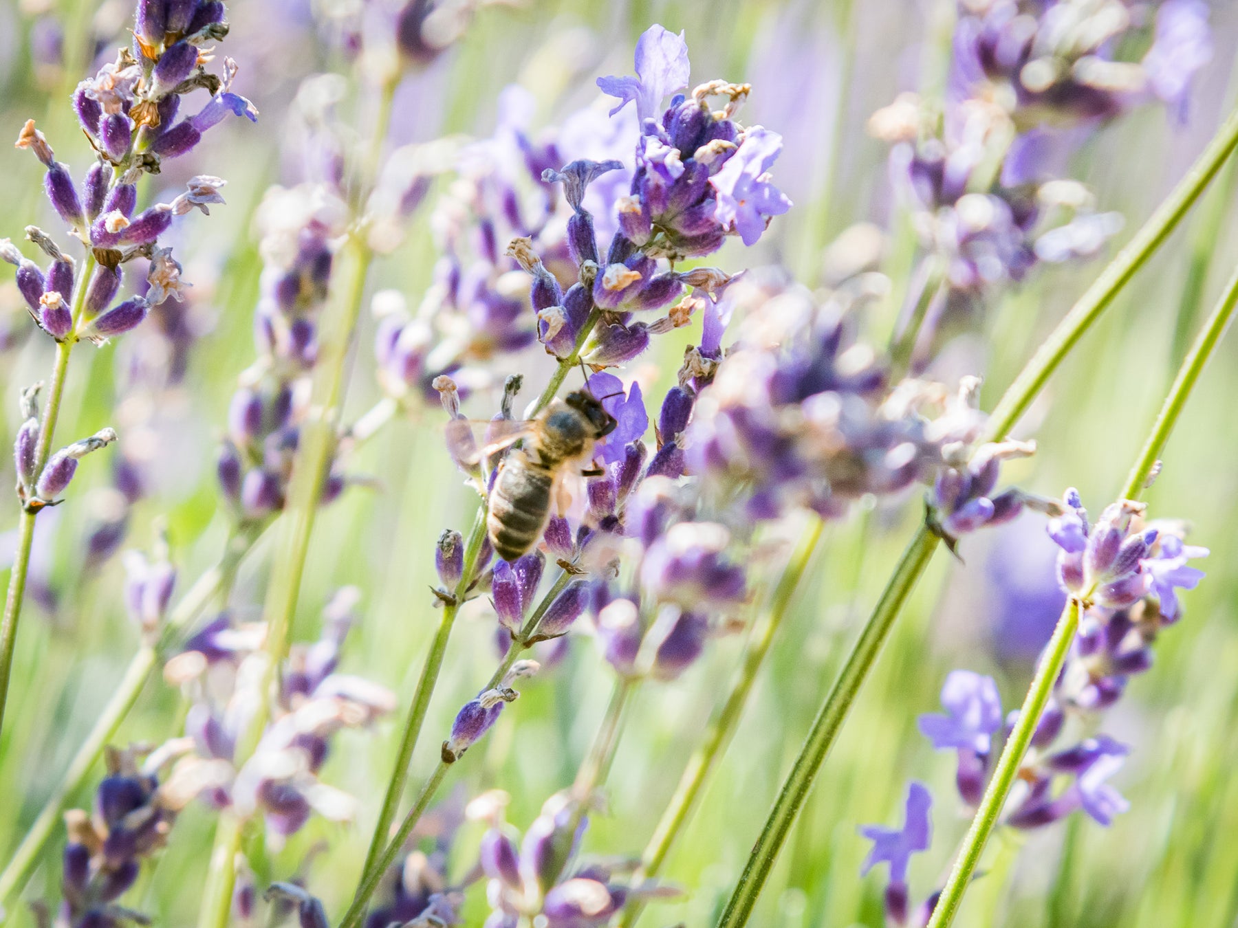 【南フランス発】ブルーダルジャンは、収穫年ごとに香りの変化を愉しむ3種類の真正ラベンダー精油を2023年6月1日より新発売。のサブ画像2