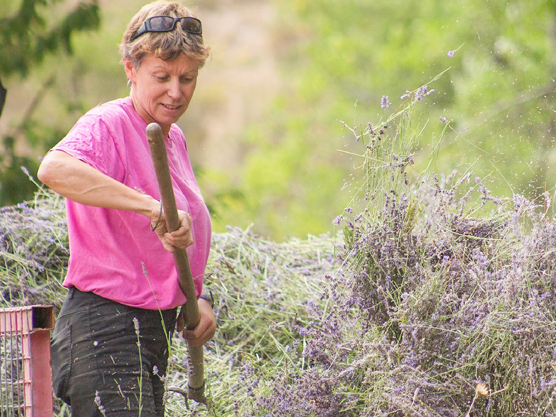 【南フランス発】ブルーダルジャンは、収穫年ごとに香りの変化を愉しむ3種類の真正ラベンダー精油を2023年6月1日より新発売。のサブ画像4