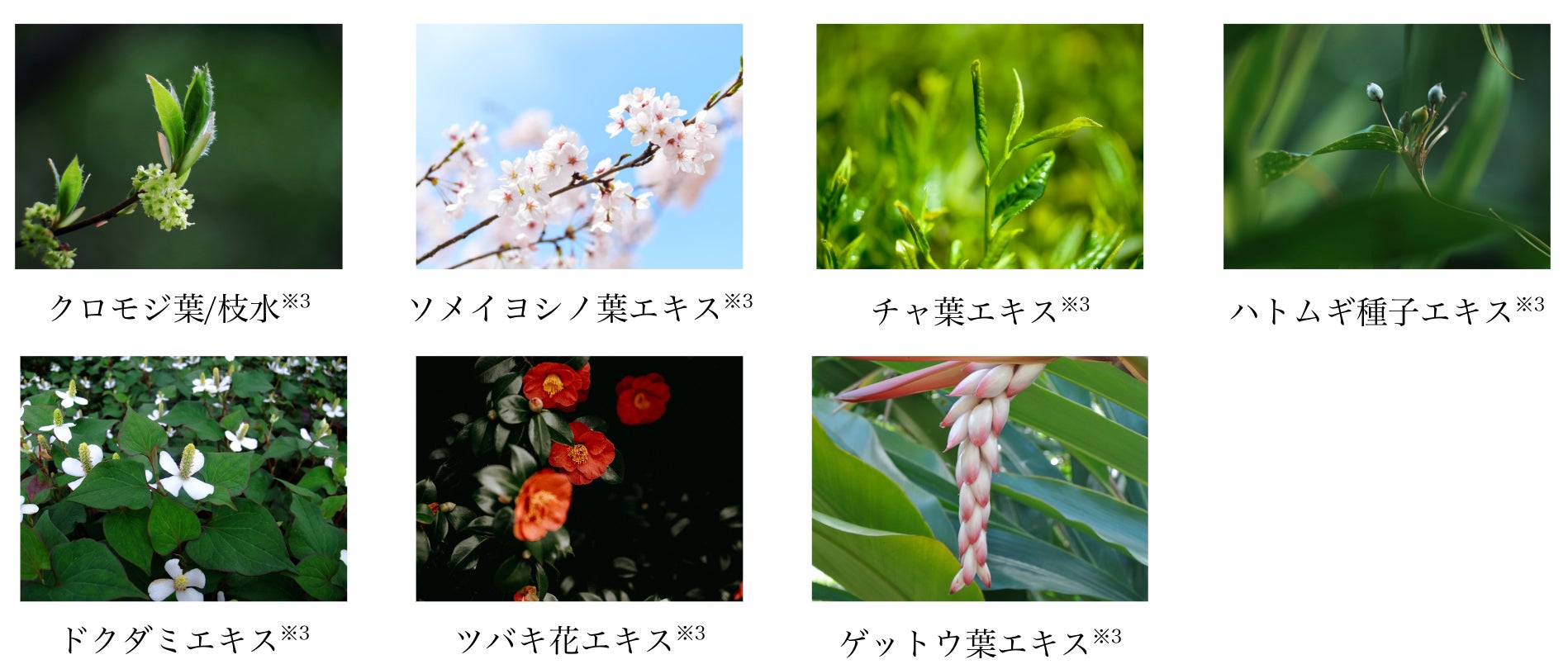 日本の有用植物“和ハーブ”クロモジ香るプルプルなフェイスマスクが「CHOOSEBASE SHIBUYA」に登場！夏限定キャンペーン！のサブ画像3